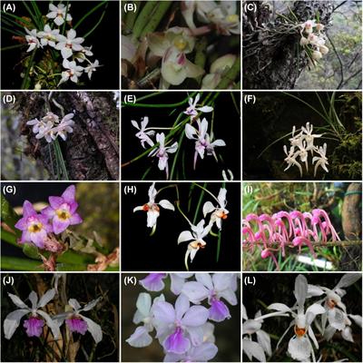 Temporal and Spatial Pattern of Holcoglossum Schltr. (Orchidaceae), an East Asian Endemic Genus, Based on Nuclear and Chloroplast Genes